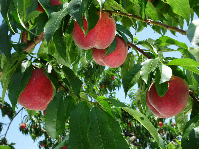 Peach Picking 2023 | Fukushima Guide - Fukushima City Tourist Information