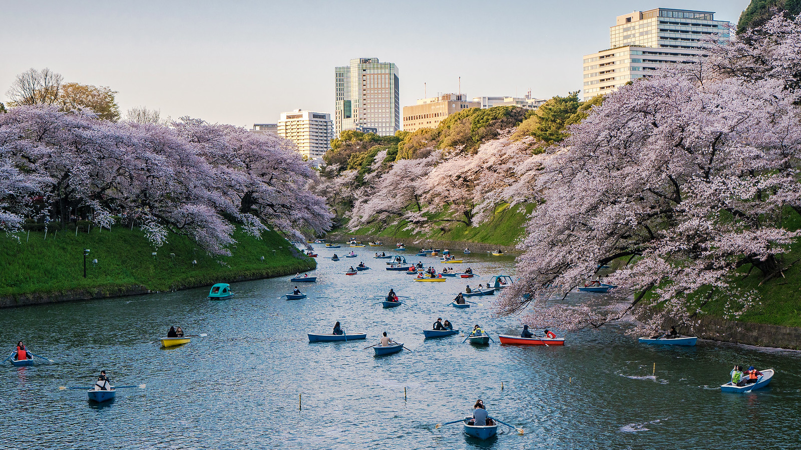 Chidorigafuchi Cherry Blossoms | Boats under Cherry Blossom … | Flickr