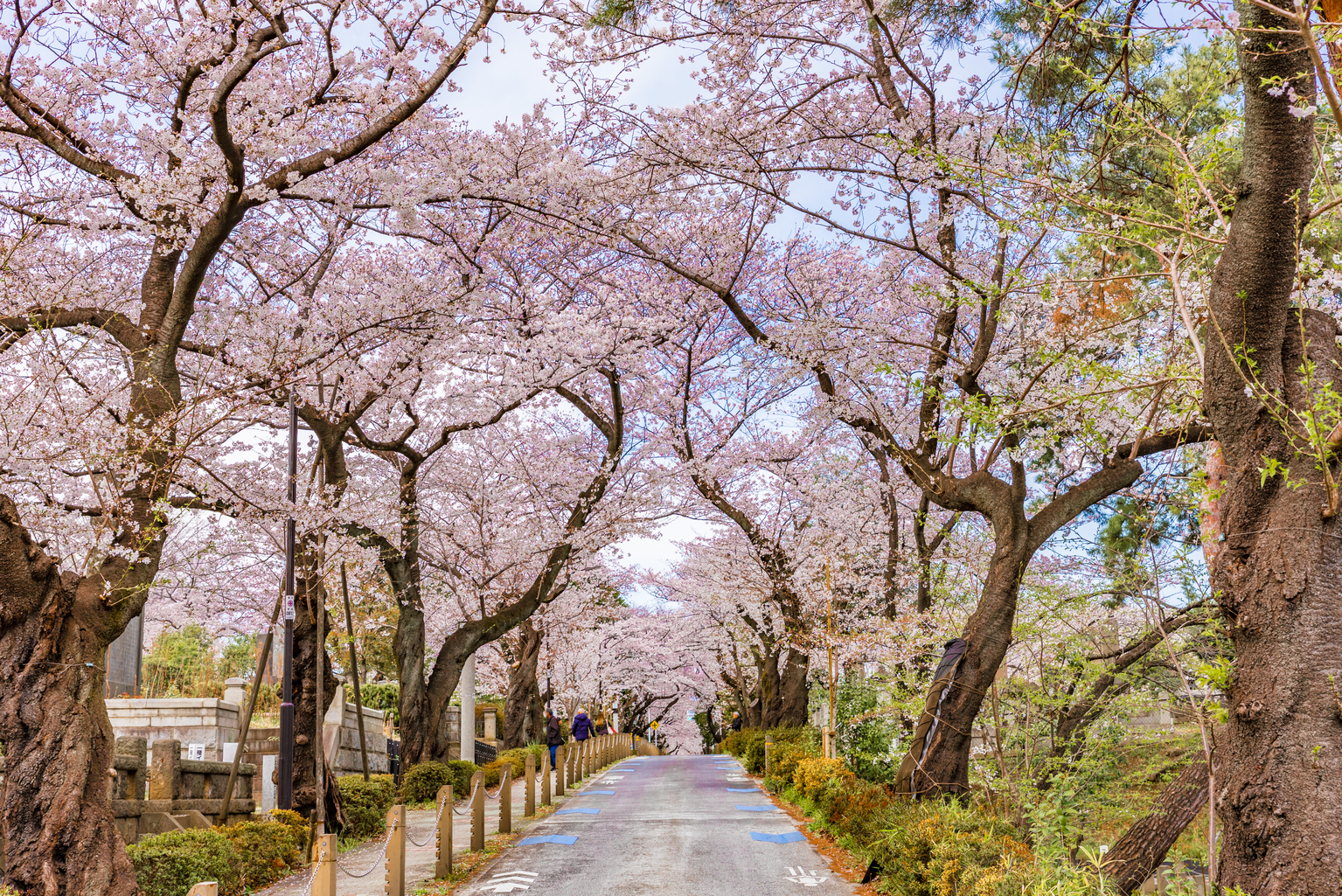 Aoyama Cemetery: Historical Figures and Splendid Sakura Trees | Tokyo Weekender