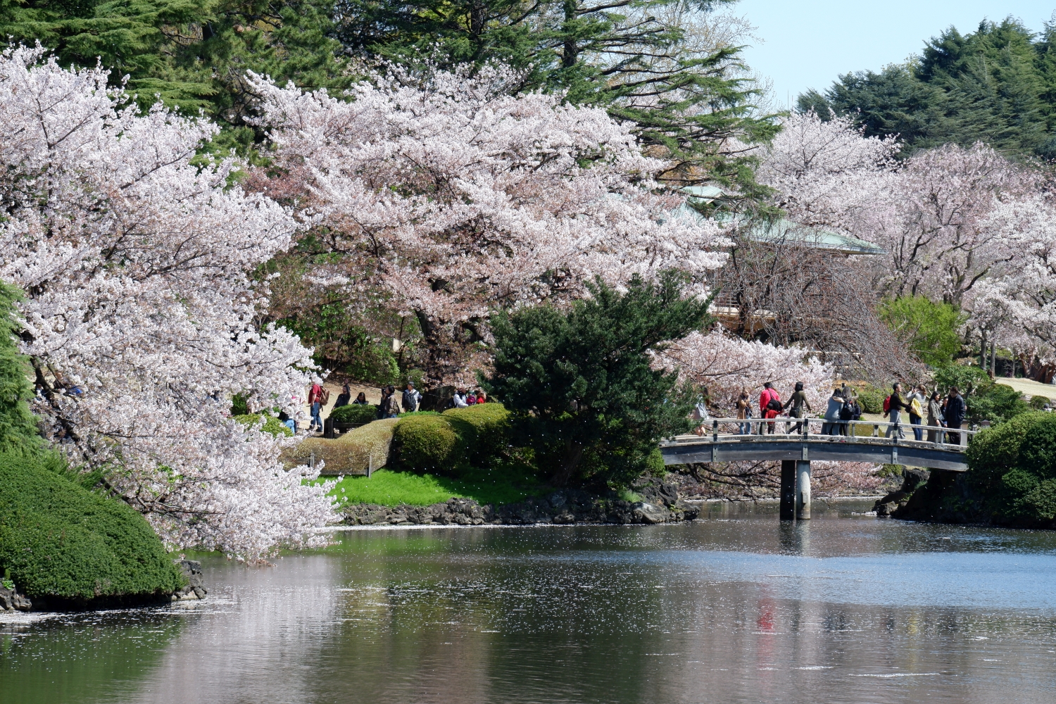 Enjoy Late Cherry Blossoms at Tokyo's Beautiful Shinjuku Gyoen | JAPAN Forward