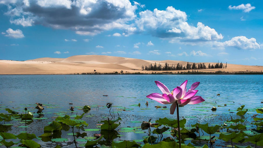 Bàu Trắng - Khám phá hồ sen trữ tình giữa lòng "tiểu sa mạc Sahara" | Cho  thuê xe hơi Tp.HCM, cho thuê xe tự lái - BongTrip.vn