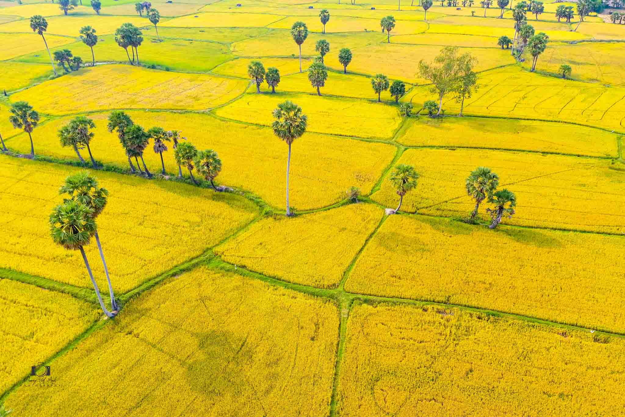 Đẹp ngỡ ngàng cánh đồng Văn Giáo mùa lúa chín