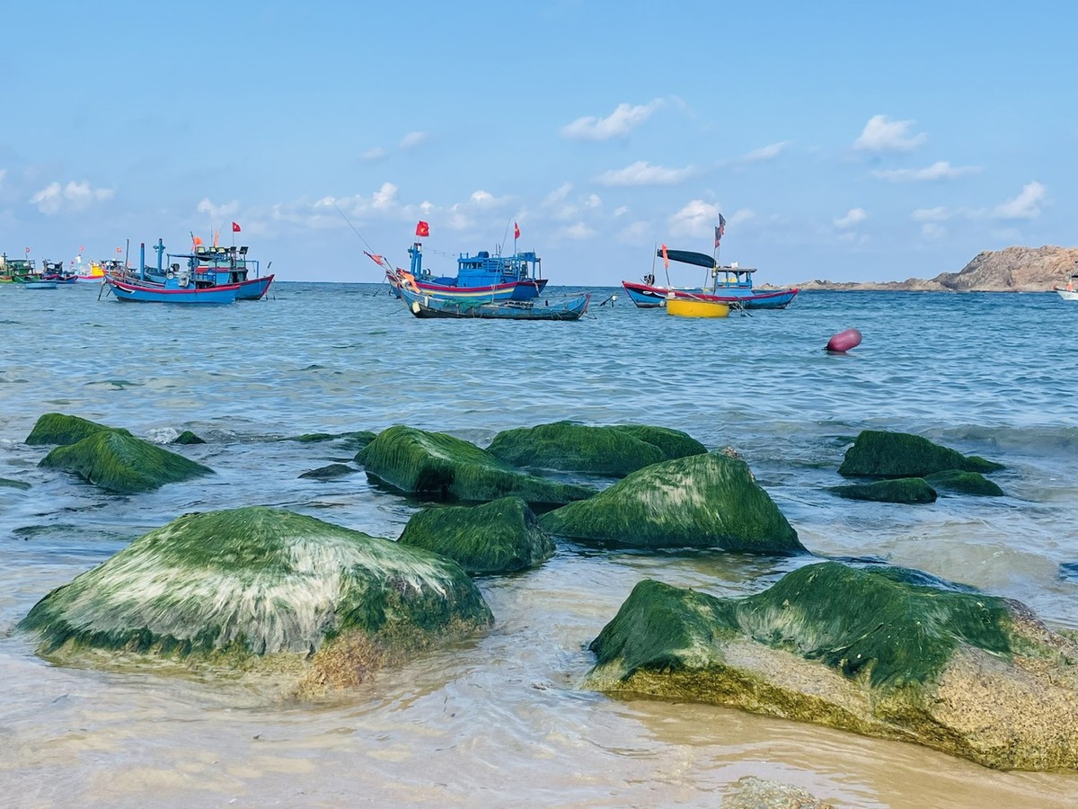 Rêu, rong và bình yên làng chài Nhơn Hải níu chân du khách
