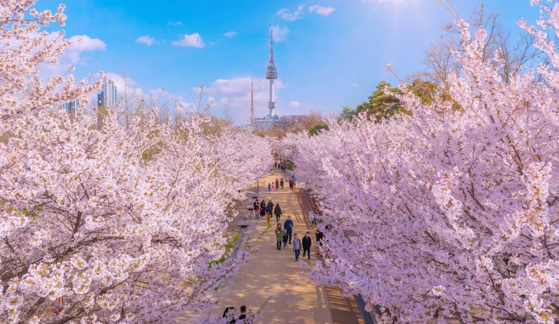 Thưởng ngoạn công viên Yeouido lãng mạn giữa lòng Seoul